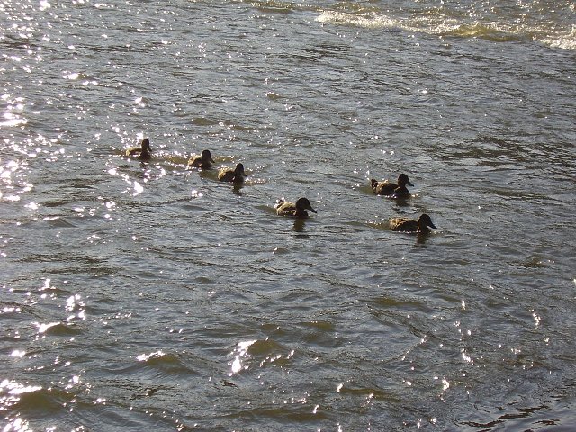 P7050034.jpg