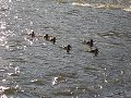 thn_P7050034.jpg
